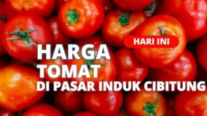 Harga Tomat Di Pasar Induk Cibitung Terbaru